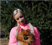Фото в Домашние животные Вязка собак Предлагается кобель Померанского шпица на в Твери 2 000
