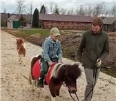 Изображение в Прочее,  разное Разное Приезжайте к нам покатать детишек на пони в Москве 400