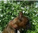 Foto в Домашние животные Вязка собак предлагаю для вязки кобеля породы немецкий в Москве 1 000