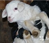 Фотография в Домашние животные Другие животные Вид животного: С/х животныеПродаются овцы в Екатеринбурге 150
