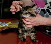 Продаются котята породы мейн кун, призеры беби-шоу в Уссурийске, Производитель - серебряный гранд 69251  фото в Владивостоке