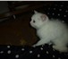 Британский котик редкого окраса 329596 Британская короткошерстная фото в Екатеринбурге