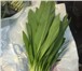 Изображение в Прочее,  разное Разное продам черемшу калбу из РЕСПУБЛИКИ АЛТАЙ в Барнауле 100