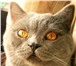Foto в Домашние животные Вязка Предлагаю вязку с красивым британским котом.Котику в Москве 2 000