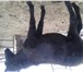 Foto в Домашние животные Другие животные Продам жеребчика ,возраст 6 месяцев ,спокойный в Омске 23 000