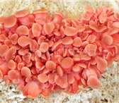 Фото в Домашние животные Растения Если Вы решили развести грибы, выберите розовую в Костроме 2 000