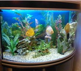 Foto в Домашние животные Услуги для животных Предлагаем профессиональную чистку аквариумов в Санкт-Петербурге 600