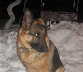 Фотография в Домашние животные Вязка собак Красавец кобель ищет подружку! в Тюмени 0