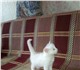Отдам в добрые руки белых пушистых котят
