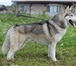 Щенки сибирской хаски 2356044 Сибирский хаски фото в Перми