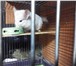 Фотография в Домашние животные Грызуны Шиншилла (белерозовый) мальчик + клеткаПо в Астрахани 0