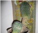 Фотография в Хобби и увлечения Разное Кактусы в горшках высотой 30 см. По 150 рублей в Санкт-Петербурге 150
