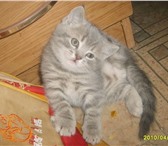 Продаются котята породы Британская (страйт) с документами возраст 1, 5 - 2 мес, окрасы голубой, 69303  фото в Кимры