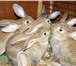 Foto в Домашние животные Грызуны Продаются крольчата мясного направления. в Челябинске 300