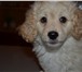 Foto в Домашние животные Отдам даром Отдам щенка-метиса коккер-спаниэля 3 месяца,здоровый,игривый,ласковый. в Климовск 10
