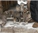 Фото в Домашние животные Другие животные Щенки от рабочих лаек, умные, самостоятельные, в Красноярске 5 000