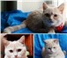 Изображение в Домашние животные Приму в дар Кошка Джилиан, примерно 5 месяцев- ласковая в Красноярске 100