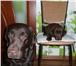 Продаю щенка лабрадор-ретривер 2158841 Лабрадор-ретривер фото в Москве