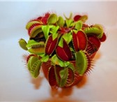 Фотография в Домашние животные Растения дионея мухоловка – супер хищный цветок! осталась в Москве 699