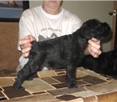 Питомник Альт Линукс продает щенка цвергшнауцера кобеля черного окраса от титулованных родителей, Д 68493  фото в Нижнем Новгороде