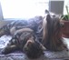 Изображение в Домашние животные Услуги для животных кобель, 2,5 года, не развязан, из документов- в Кирове 0
