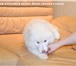 Белые щенки сибирских хаски,  РКФ 3936764 Сибирский хаски фото в Курске