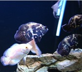 Изображение в Домашние животные Рыбки Продам подростков астронотуса 6-7 см тигровый в Нижнем Тагиле 80
