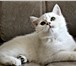 Серебристые шиншиллы,  Британская кошка, 3526289 Британская короткошерстная фото в Краснодаре