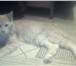 Фотография в Домашние животные Вязка Неопытный кремовый котяра ищет опытную киску в Самаре 0