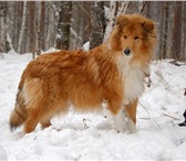 Подрощенный щенок колли 2297098 Колли фото в Екатеринбурге