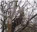 Кремовый котенок Мейн кун со сливочным характером 928565 Мейн-кун фото в Пензе