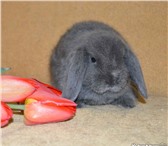 Фотография в Домашние животные Другие животные Продается карликовый кролик породы "Карликовый в Нижнекамске 2 000