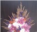 Фотография в В контакте Разное всегда свежие цветы в наличии и на заказвся в Костроме 500