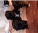 Изображение в Домашние животные Отдам даром отдам красивых щенят от домашней собаки, в Красноярске 0