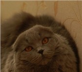 Шотландские вислоухие и прямоухие длинношерстные котята 2707393 Скоттиш фолд фото в Санкт-Петербурге