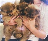 Продаются щенки шпица 30т,  р,   - Шпиц 3674082 Померанский шпиц фото в Перми