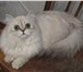 Котята 2029786 Сибирская фото в Барнауле