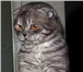 Фотография в Домашние животные Вязка Кот породы скоттиш-фолд приглашает кошечку в Дзержинске 1 300