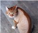 Фотография в Домашние животные Услуги для животных Ваша кошка не любит мыться и расчёсываться? в Красноярске 600