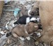 Фото в Домашние животные Отдам даром Очаровательные щенки в кол-ве 5 шт. есть в Улан-Удэ 0