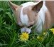 Изображение в Домашние животные Вязка собак Красивый мальчик породы чихуахуа,окрас бело-рыжий, в Москве 0