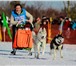 Foto в Домашние животные Вязка собак Предлагается для вязки кобель породы Сибирский в Нижнем Новгороде 25 000