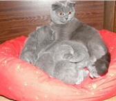 Продаются милые британские вислоухие котятки,  Окрас - голубой,  Им пока только 1 мес,  Котятки очень 68905  фото в Москве