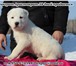 Щенки САО от племенной пары 2544196 Среднеазиатская овчарка фото в Красноярске
