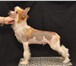 Щенки китайской хохлатой собаки для шоу и для души! 1050268 Китайская хохлатая собака фото в Кургане