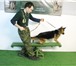 Фотография в Домашние животные Услуги для животных ваша собака чересчур активна и вы не знаете в Санкт-Петербурге 950