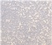 Фотография в Строительство и ремонт Отделочные материалы "Джелло" - декоративное покрытие с эффектом в Москве 125