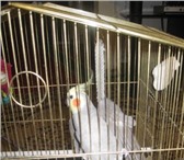 Фотография в Домашние животные Птички Продам замечательного пернатого друга – попугая в Таганроге 2 300