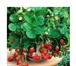 Изображение в Домашние животные Растения Принимаю заказы на рассаду земляники ремонтантной, в Ульяновске 50