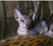 Фото в Домашние животные Другие животные Продаются котята-загадочные Египтянки-инопланетянки. в Санкт-Петербурге 8 000